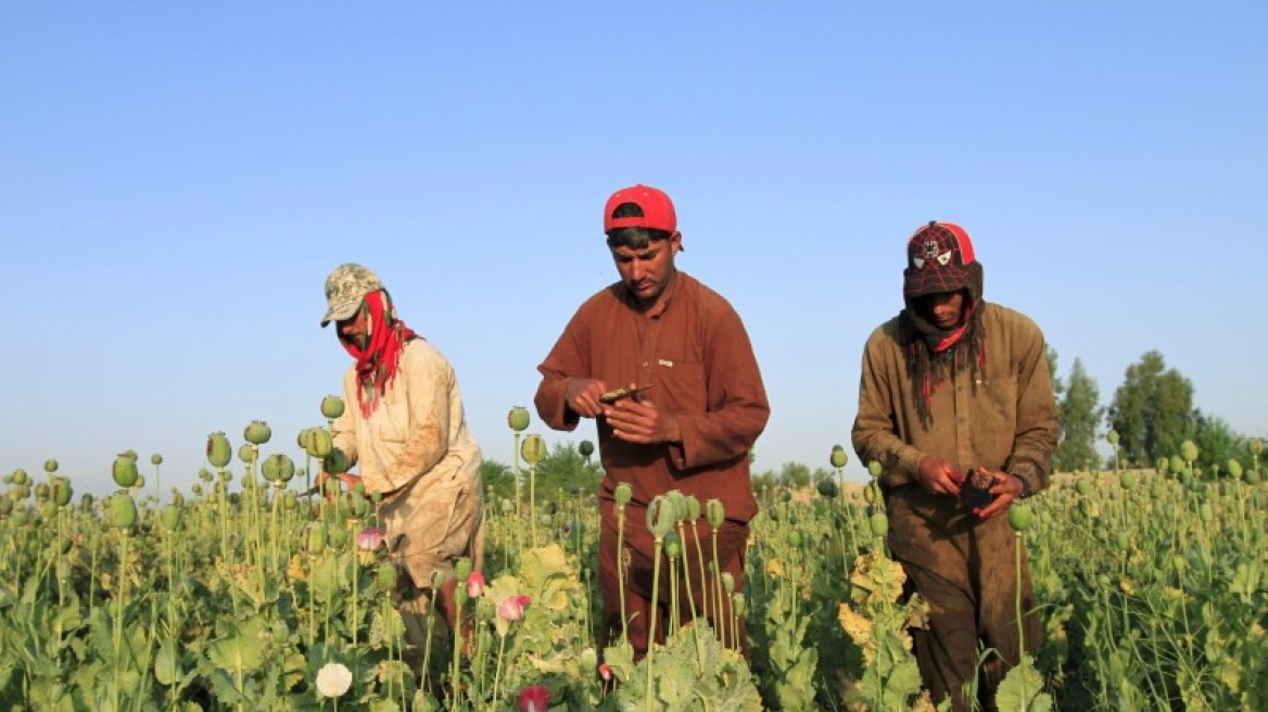 ΟΗΕ: Αυξήθηκε η παραγωγή οπίου στο Αφγανιστάν